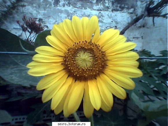floare floricica